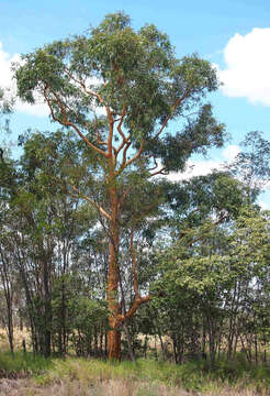 Слика од Eucalyptus similis Maiden