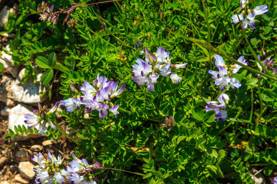 صورة Astragalus alpinus L.