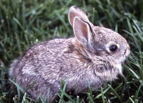 Image of Mountain Cottontail