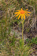 Image of mountain arnica