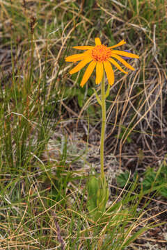 Image of mountain arnica