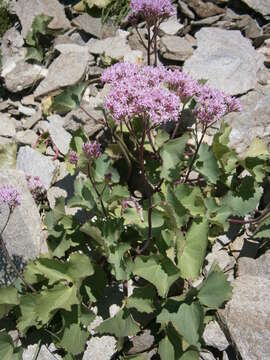 Image of Adenostyles alpina (L.) Bluff & Fingerh.