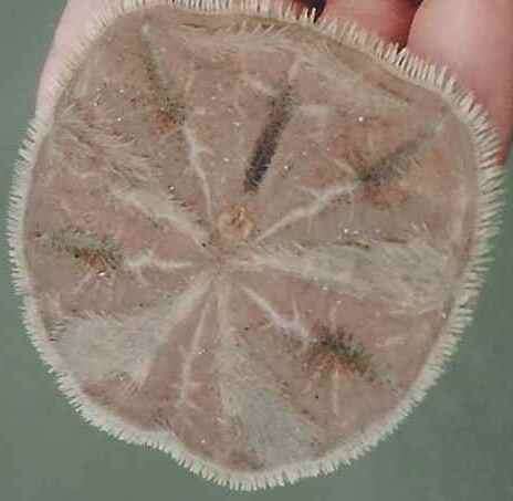 Image of Sand dollar