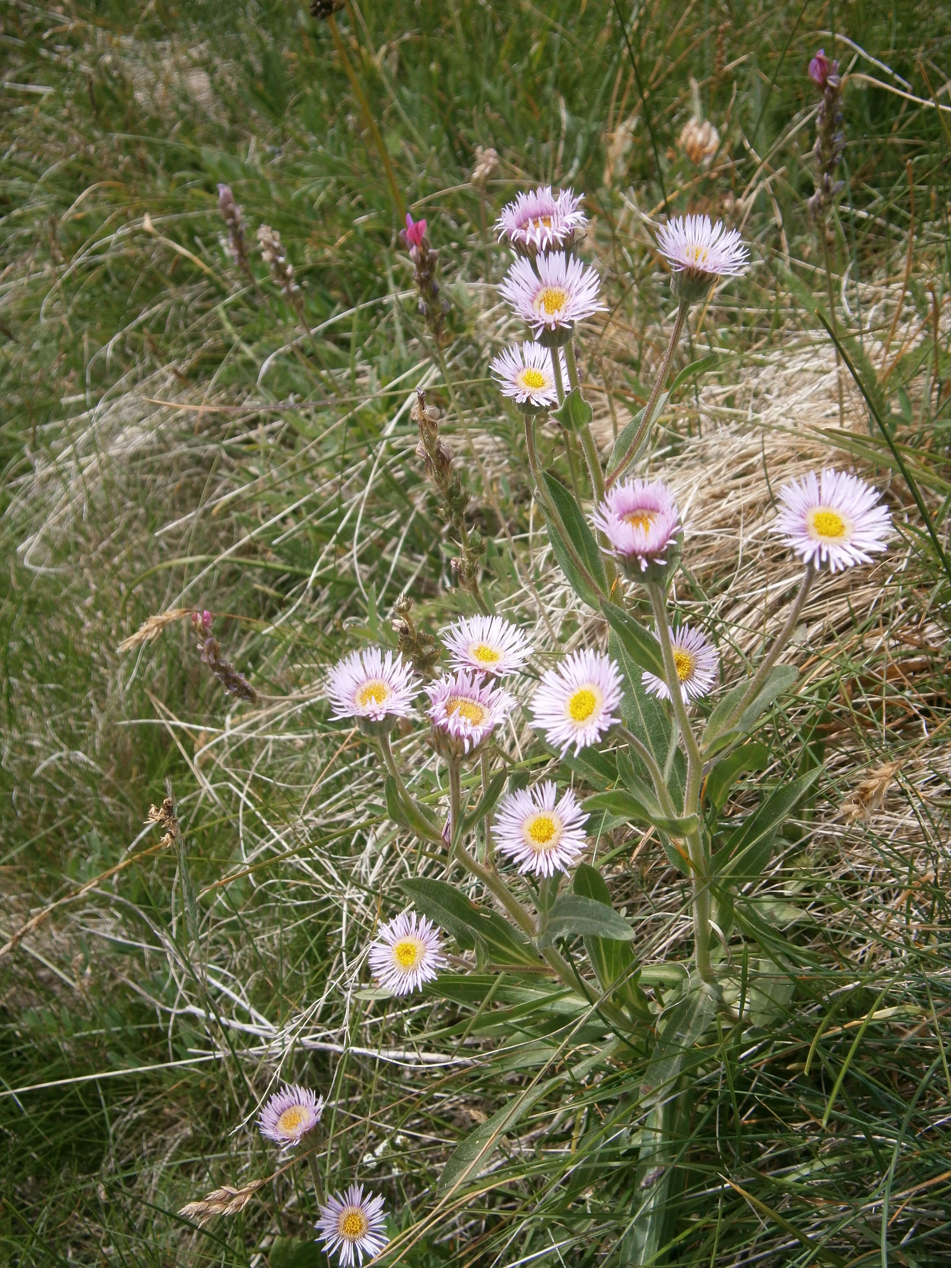 Image of alpine fleabane