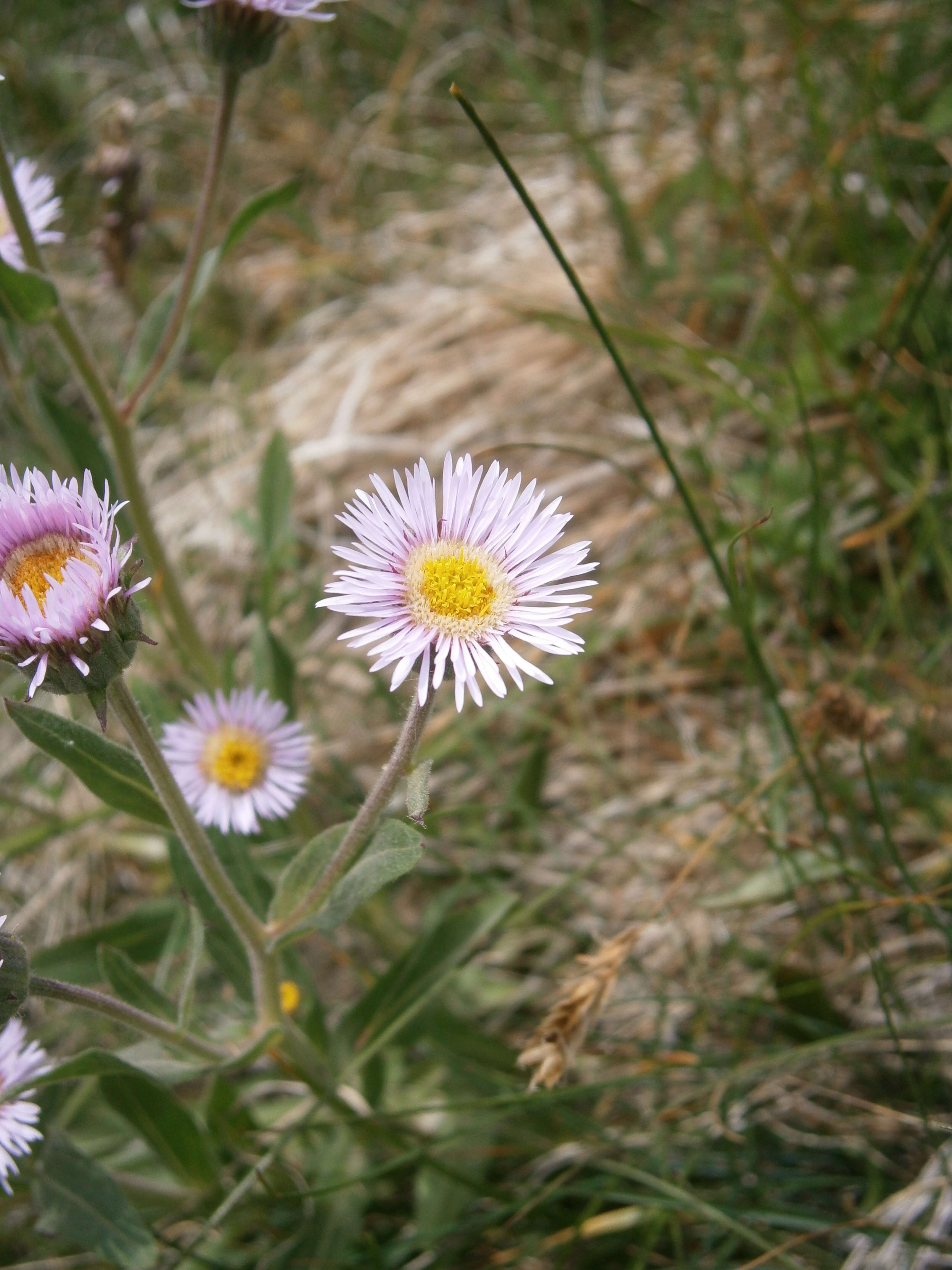 Image of alpine fleabane