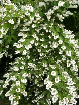 Image of fuzzy pride-of-Rochester