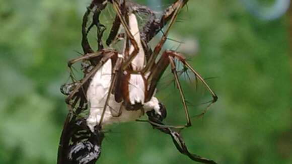 Image of Oxyopes shweta Tikader 1970