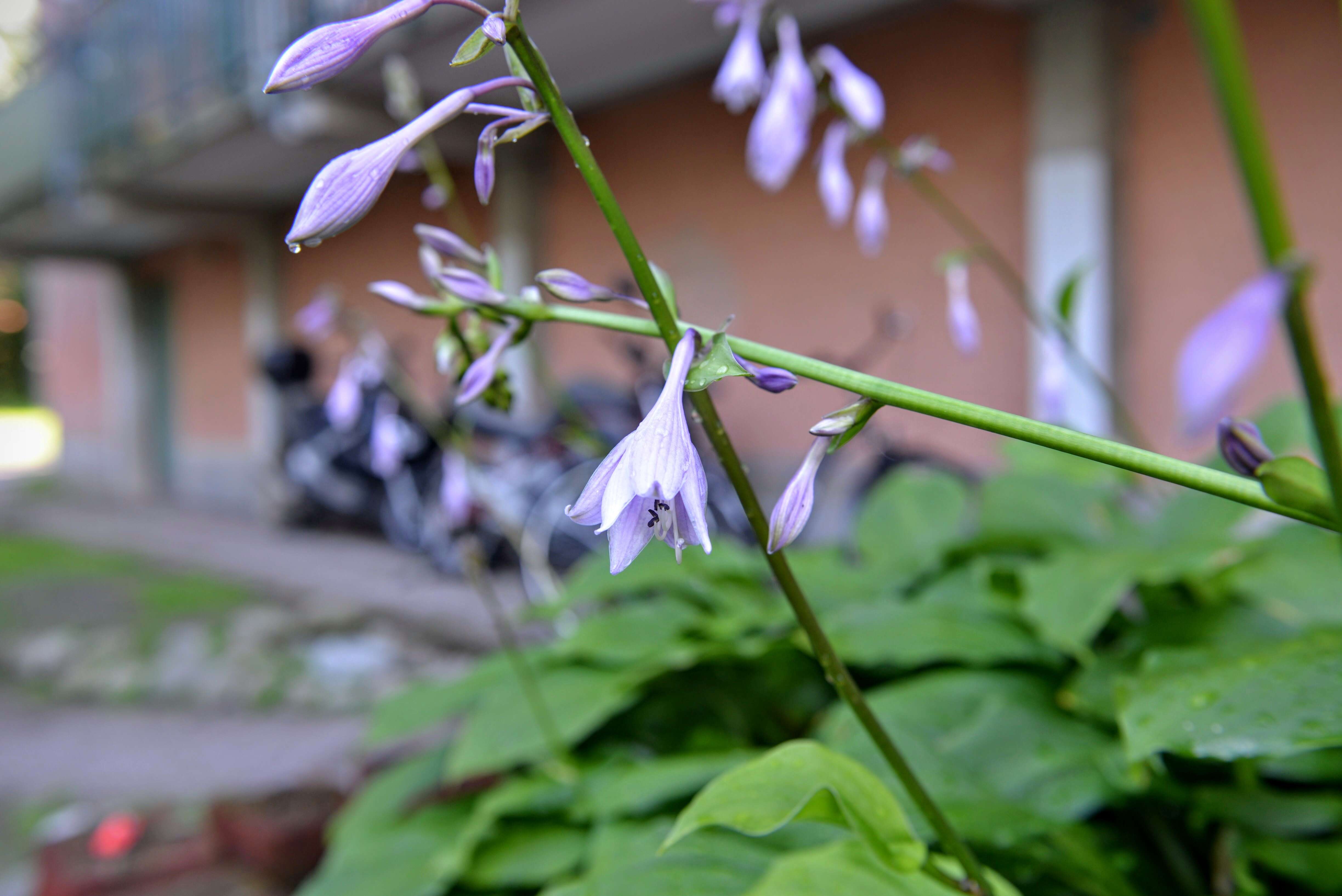 Imagem de Hosta sieboldiana var. sieboldiana