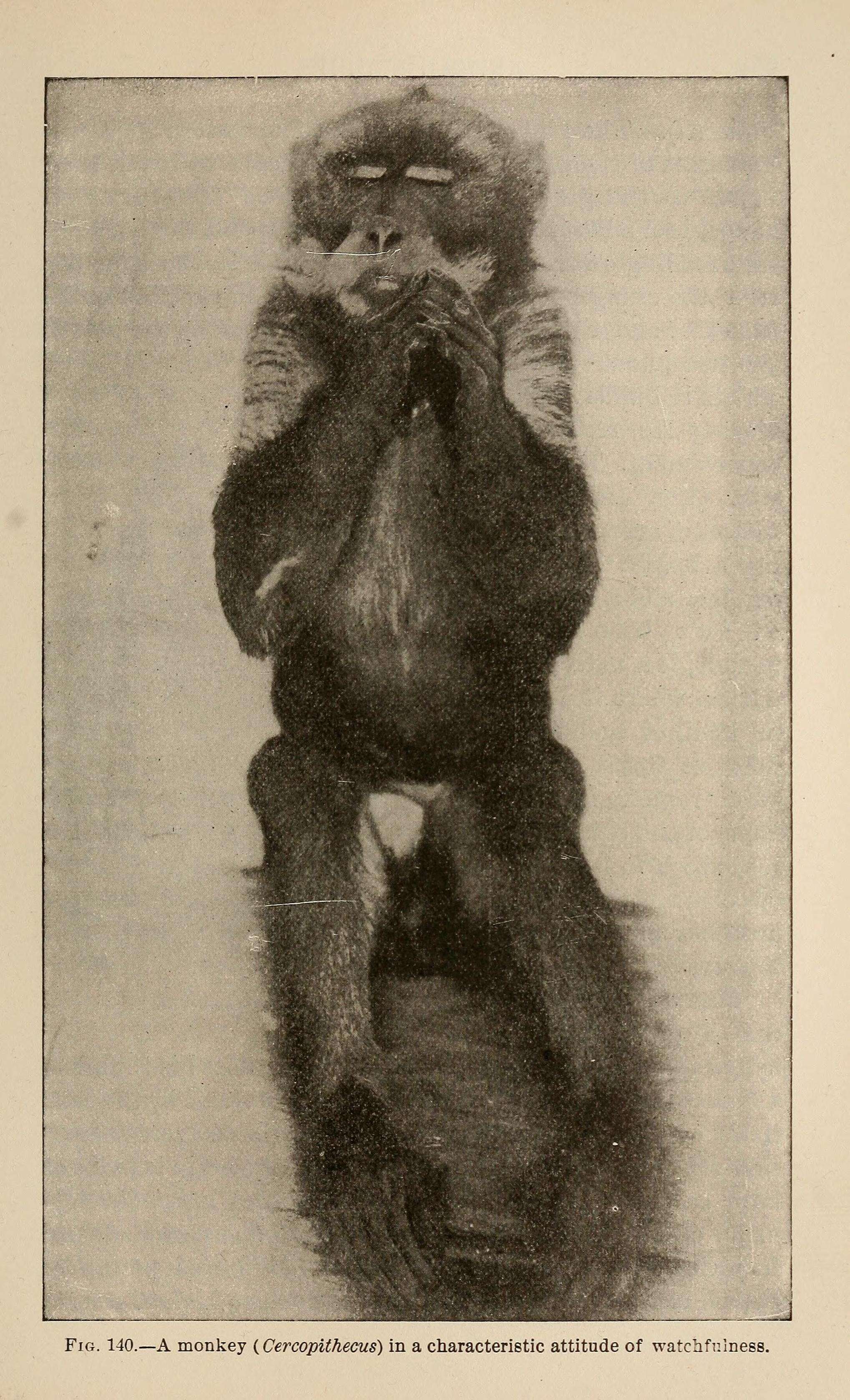 Image of Guenon