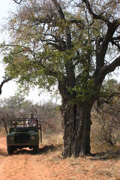 Imagem de Spirostachys africana Sond.