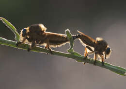 Image of Red-footed Cannibalfly