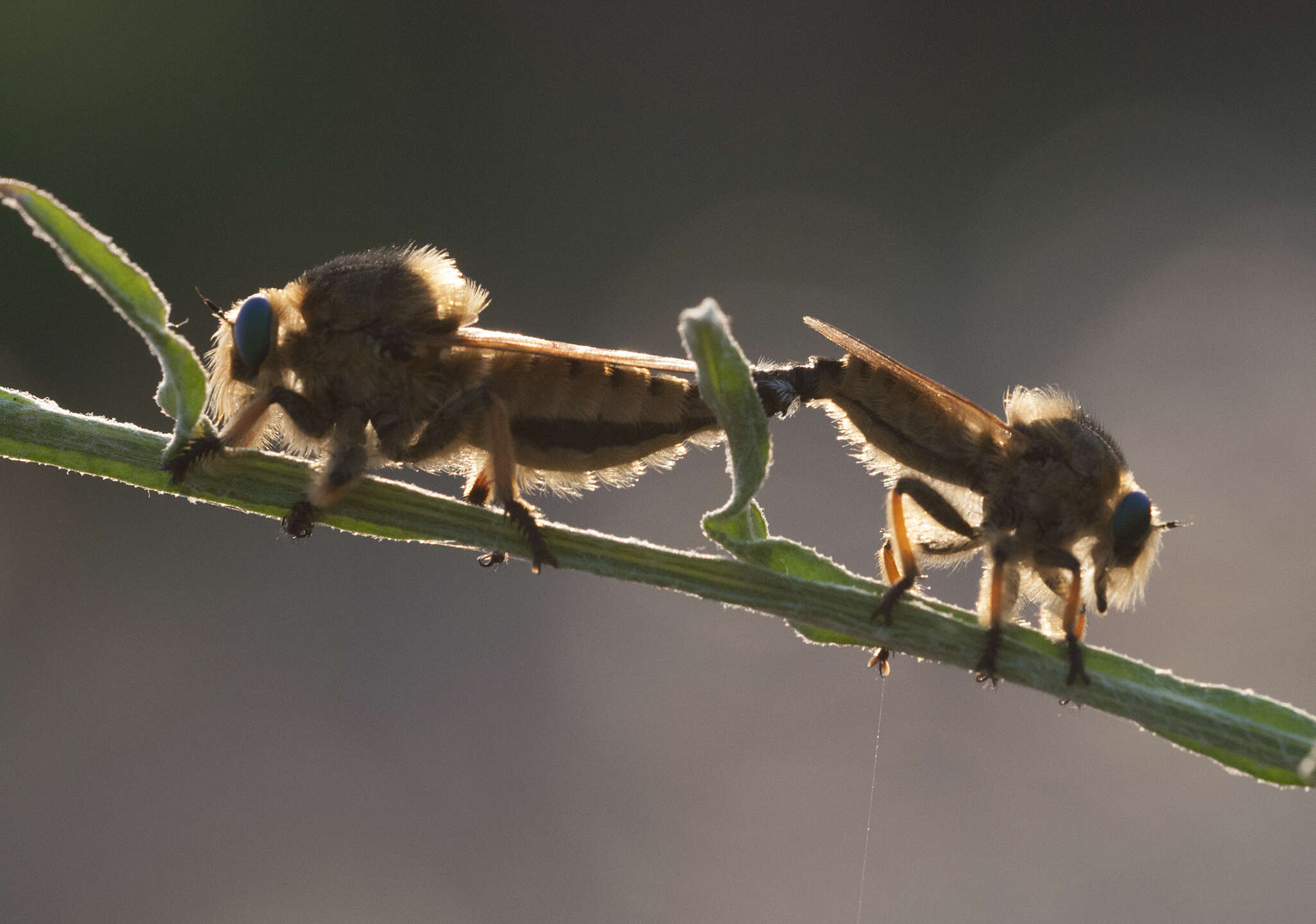 صورة Promachus rufipes (Fabricius 1775)