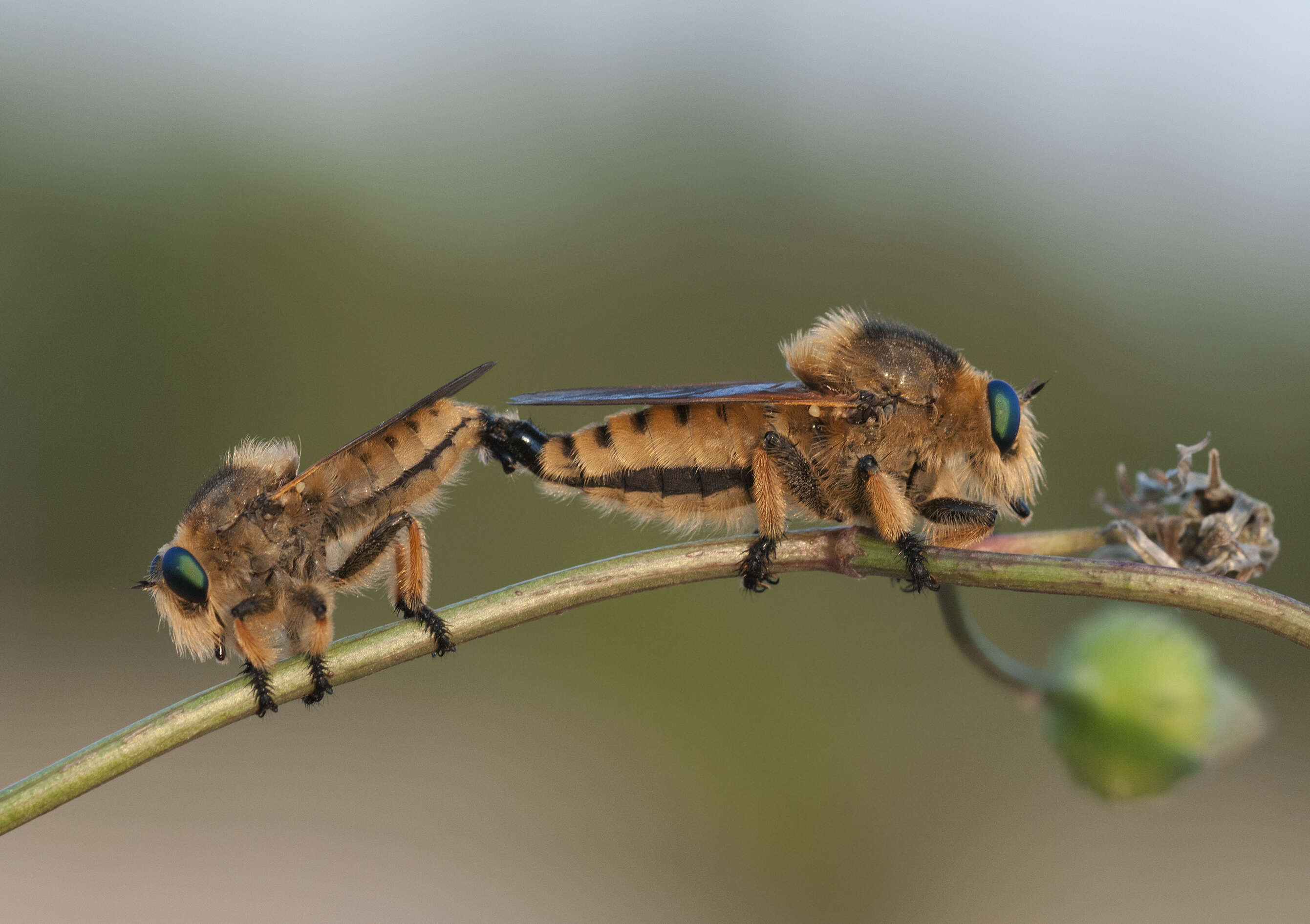 Image of Red-footed Cannibalfly