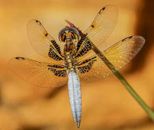 Image de Palpopleura jucunda Rambur 1842