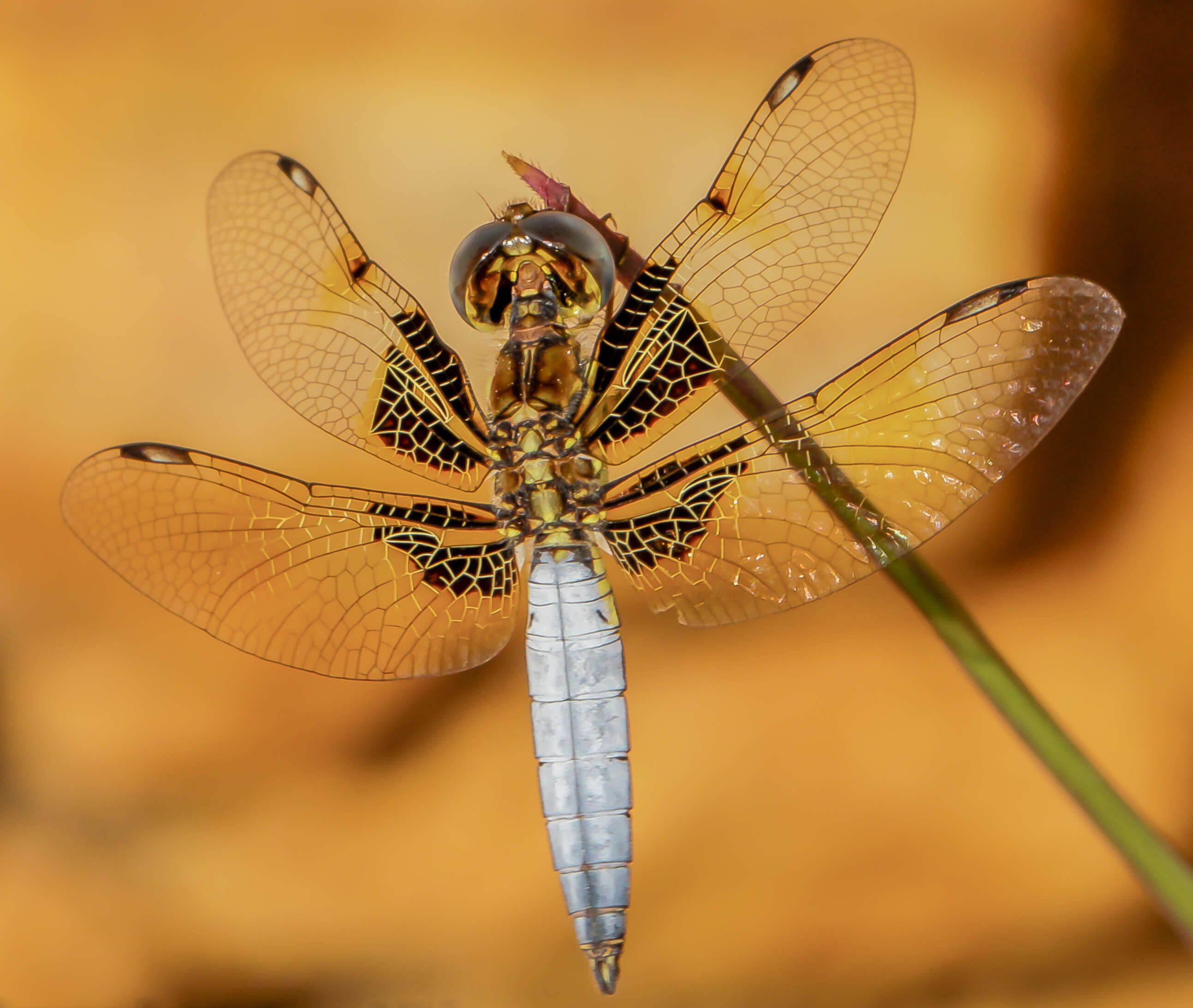 Image de Palpopleura jucunda Rambur 1842