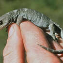 Image of Whitaker's Sticky-toed Gecko