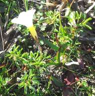 Image of Oxalis glabra Thunb.