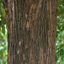 Image of Tabebuia pallida (Lindl.) Miers