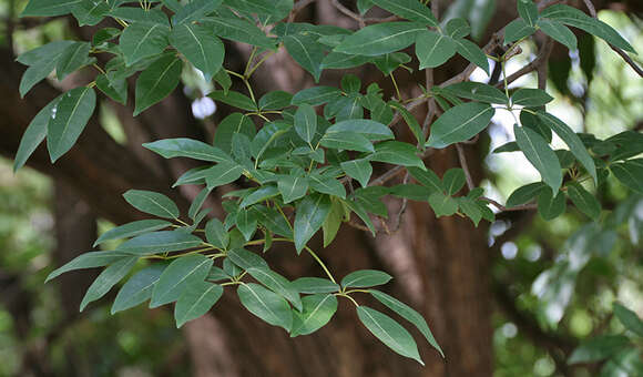 Image of Tabebuia pallida (Lindl.) Miers