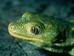 Image of Nelson green gecko