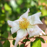 Слика од Rosa odorata var. gigantea (Collett ex Crép.) Rehd. & E. H. Wilson