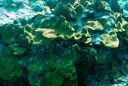 Image of Turbinaria coral