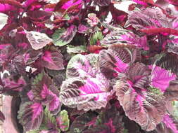 Image of common coleus