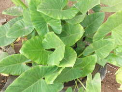 Imagem de Alocasia macrorrhizos (L.) G. Don