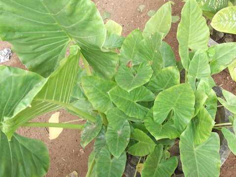 Imagem de Alocasia macrorrhizos (L.) G. Don