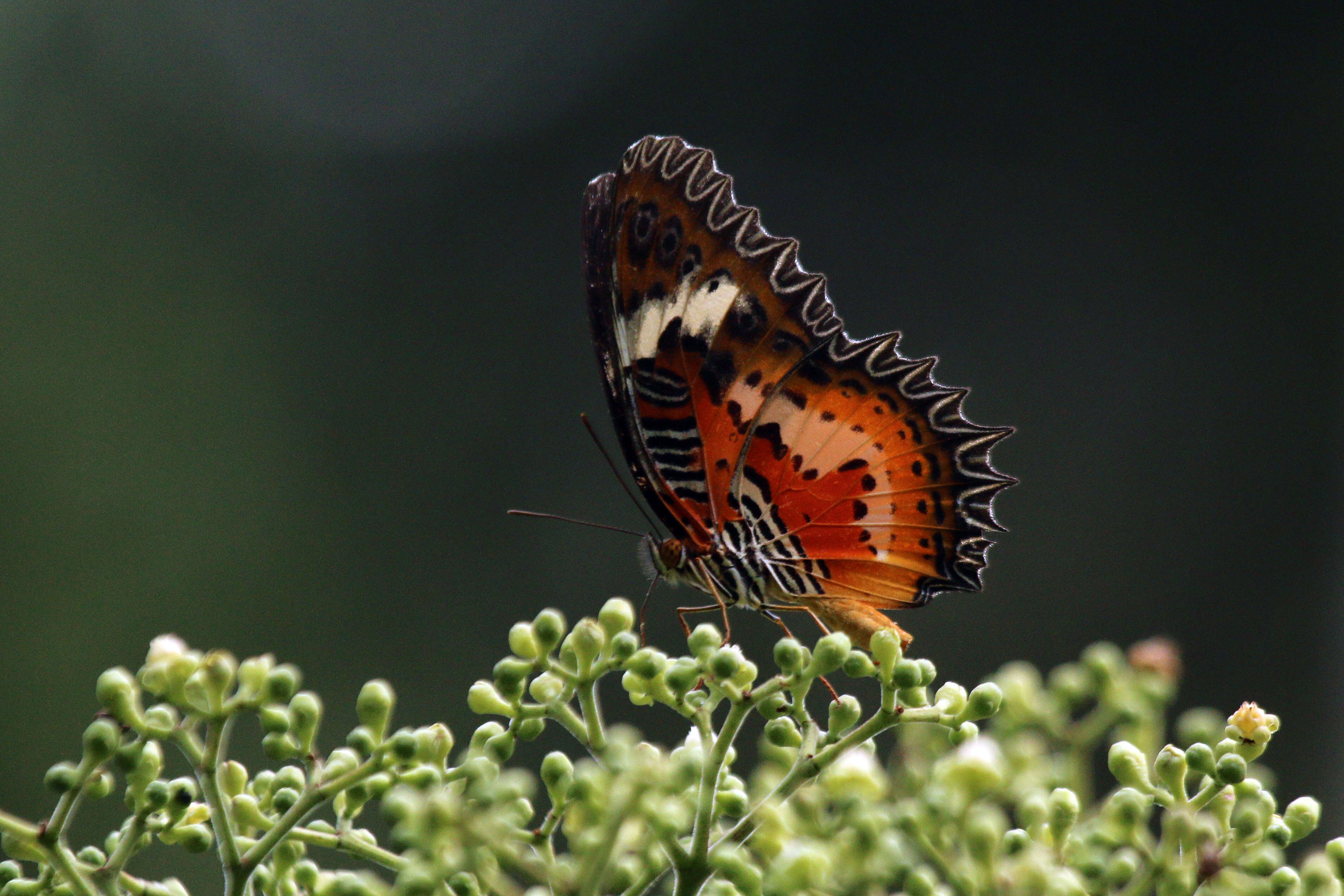 Cethosia hypsea hypsina Felder & Felder 1866 resmi