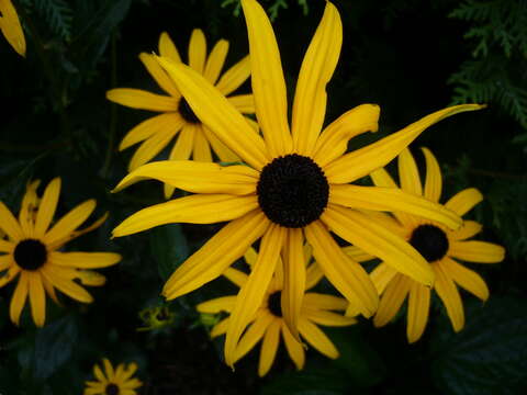 Image of orange coneflower