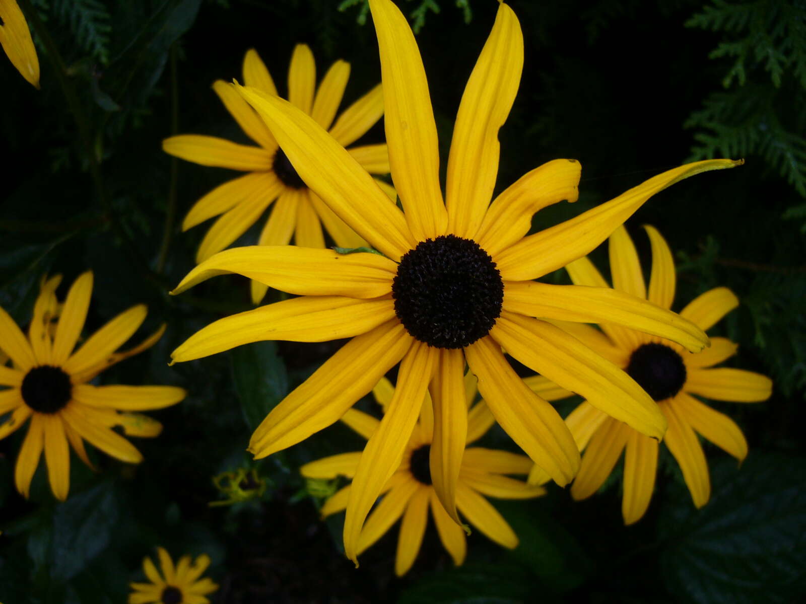 Image of orange coneflower