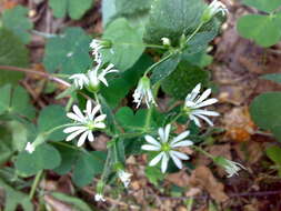 Image of wood stitchwort