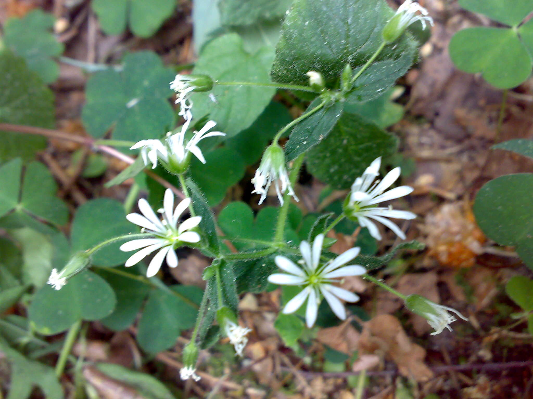 Image of wood stitchwort