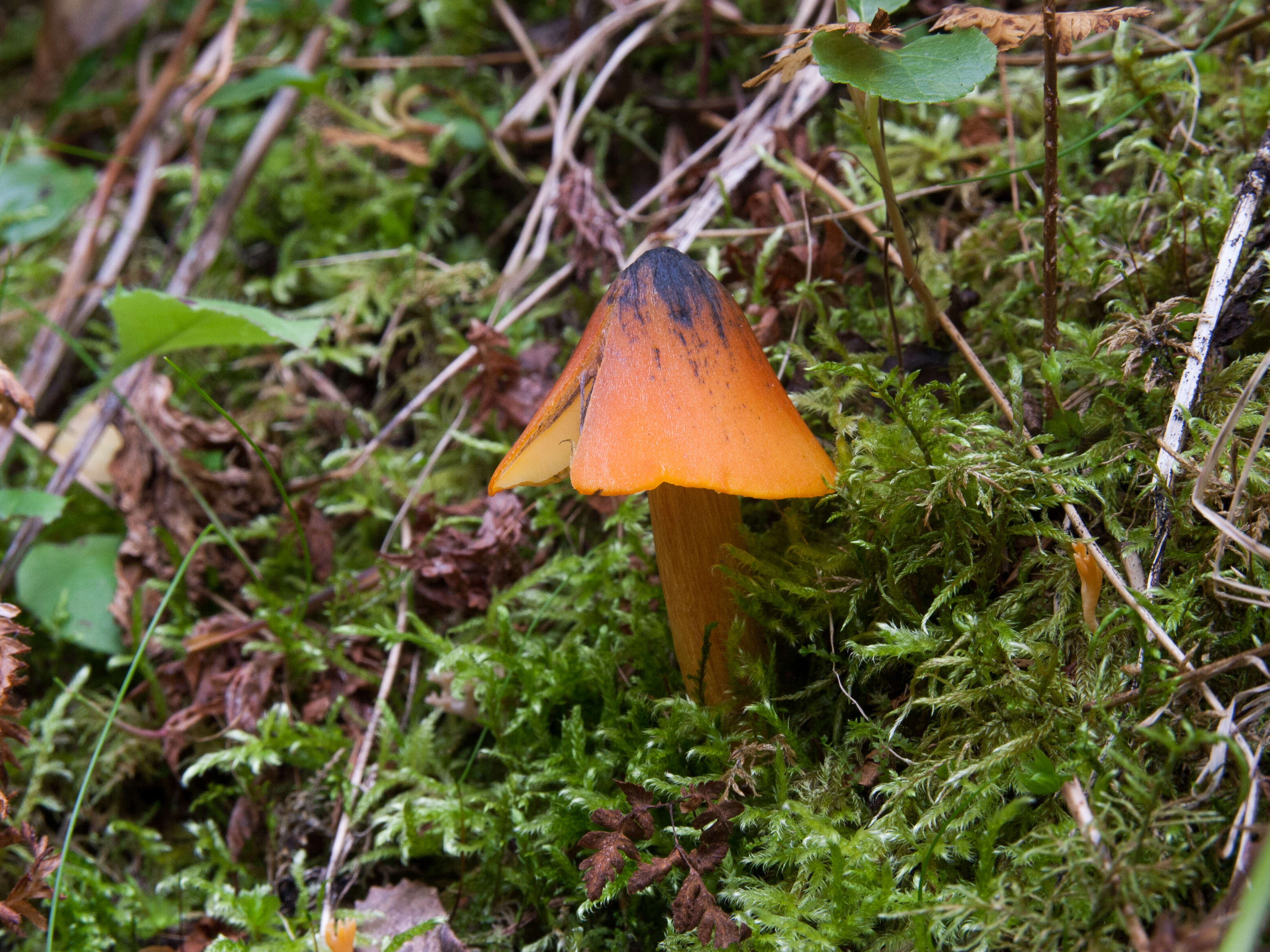 Image of Hygrocybe conica (Schaeff.) P. Kumm. 1871