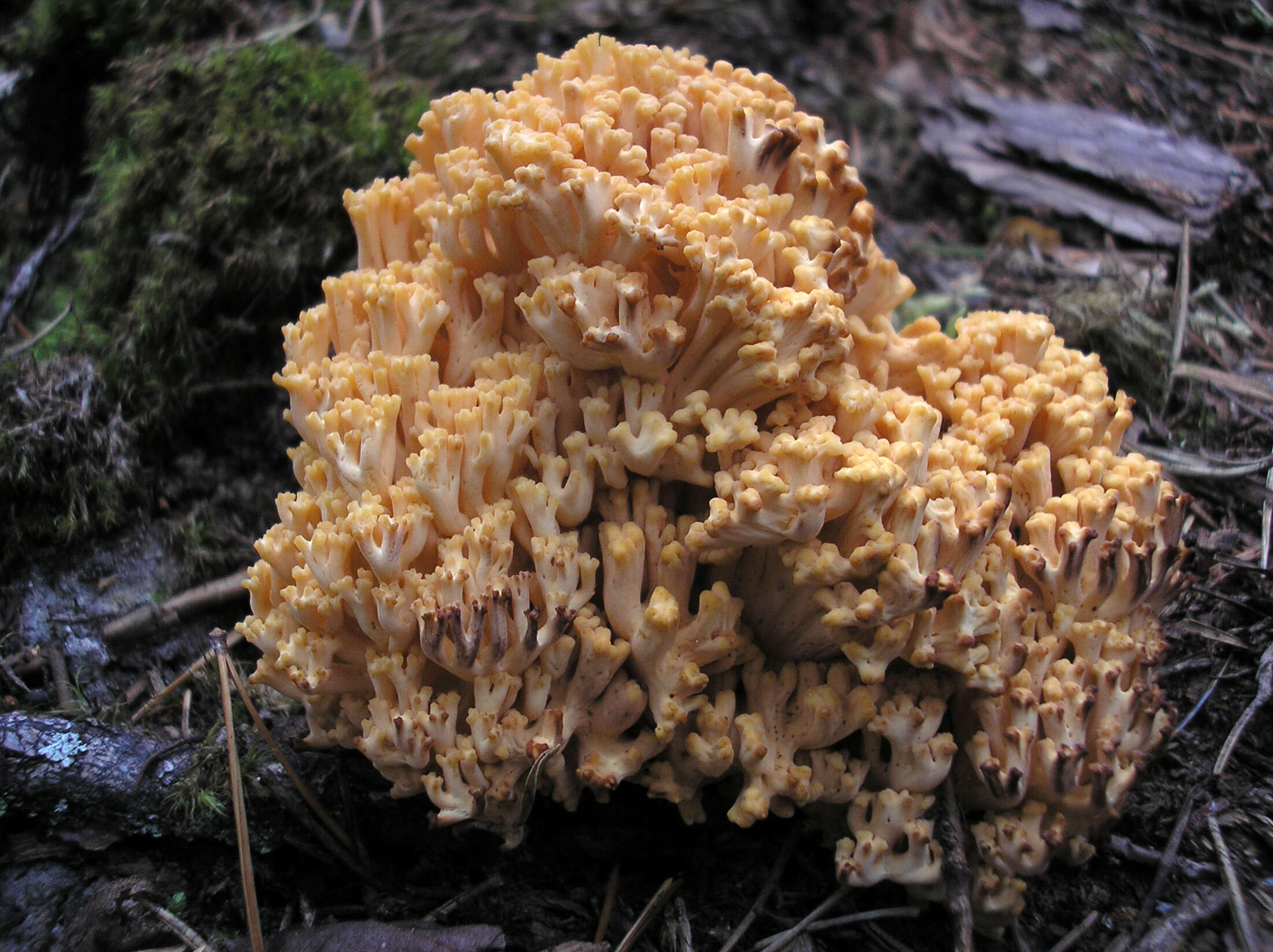 Image of Ramaria magnipes Marr & D. E. Stuntz 1974