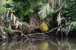 Image of Common Caiman