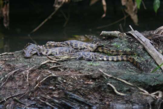 Image of Common Caiman