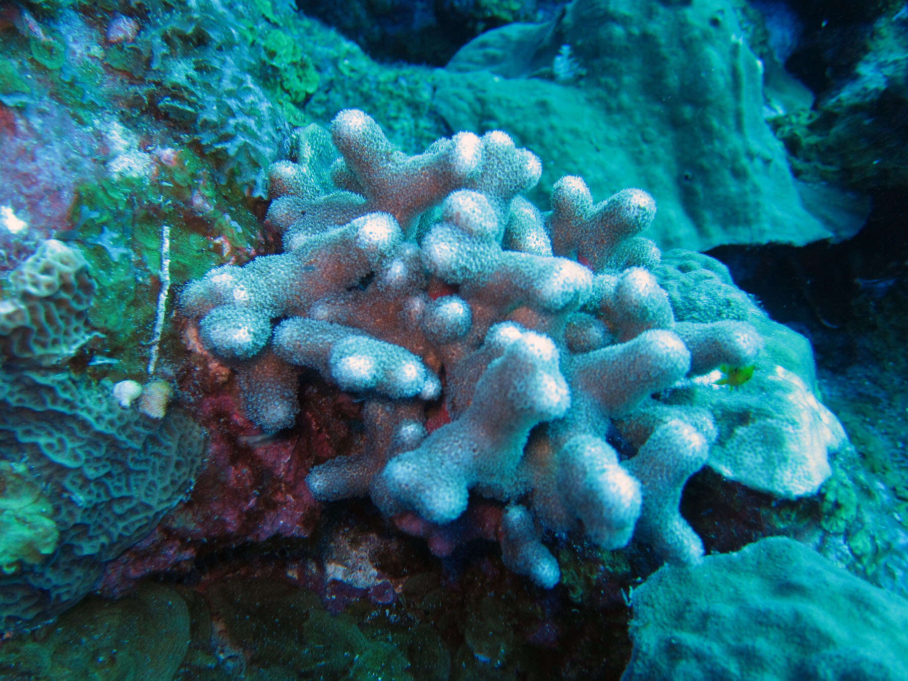 Image of Branched Finger Coral