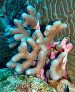 Image of Branched Finger Coral