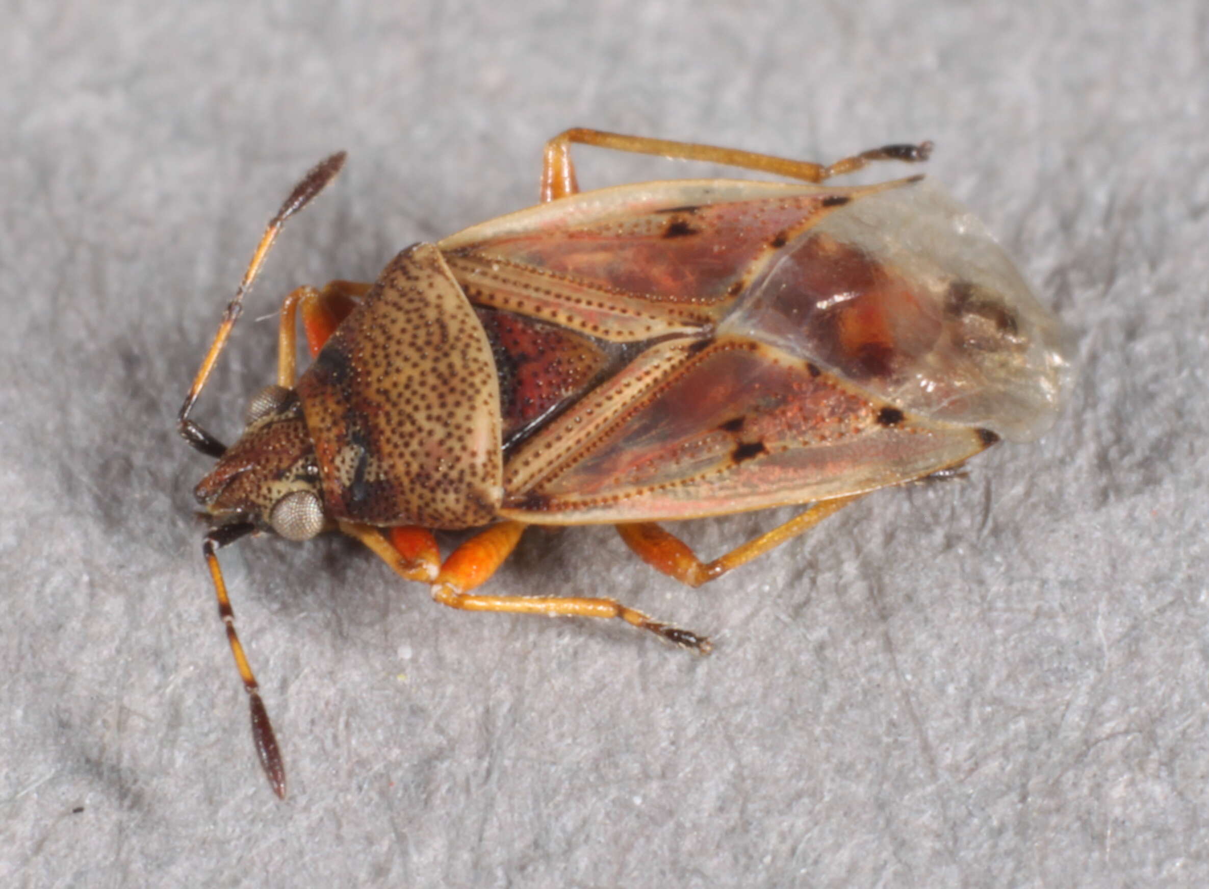 Image of Birch Catkin Bug