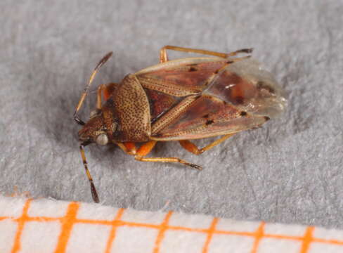 Image of Birch Catkin Bug