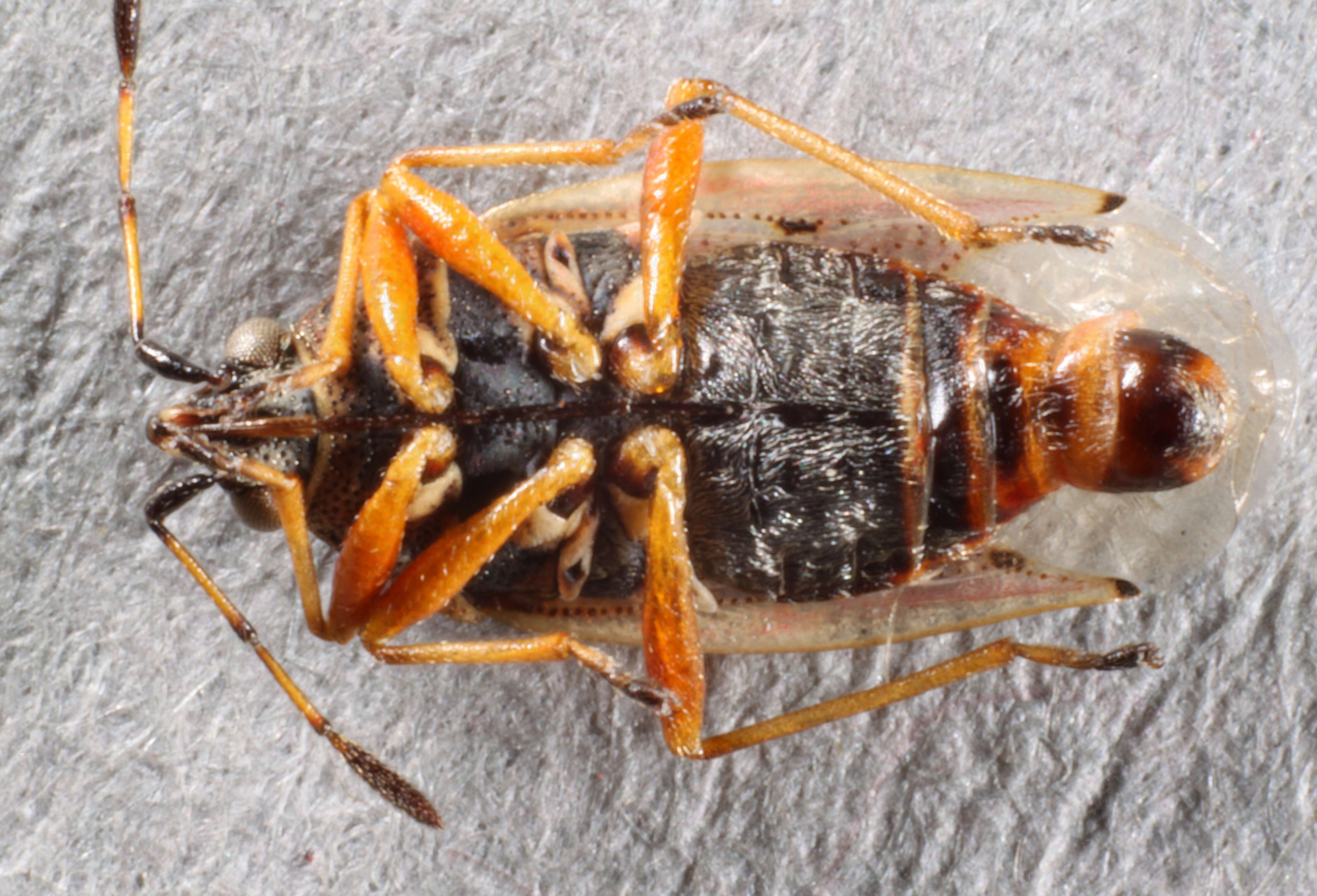 Image of Birch Catkin Bug