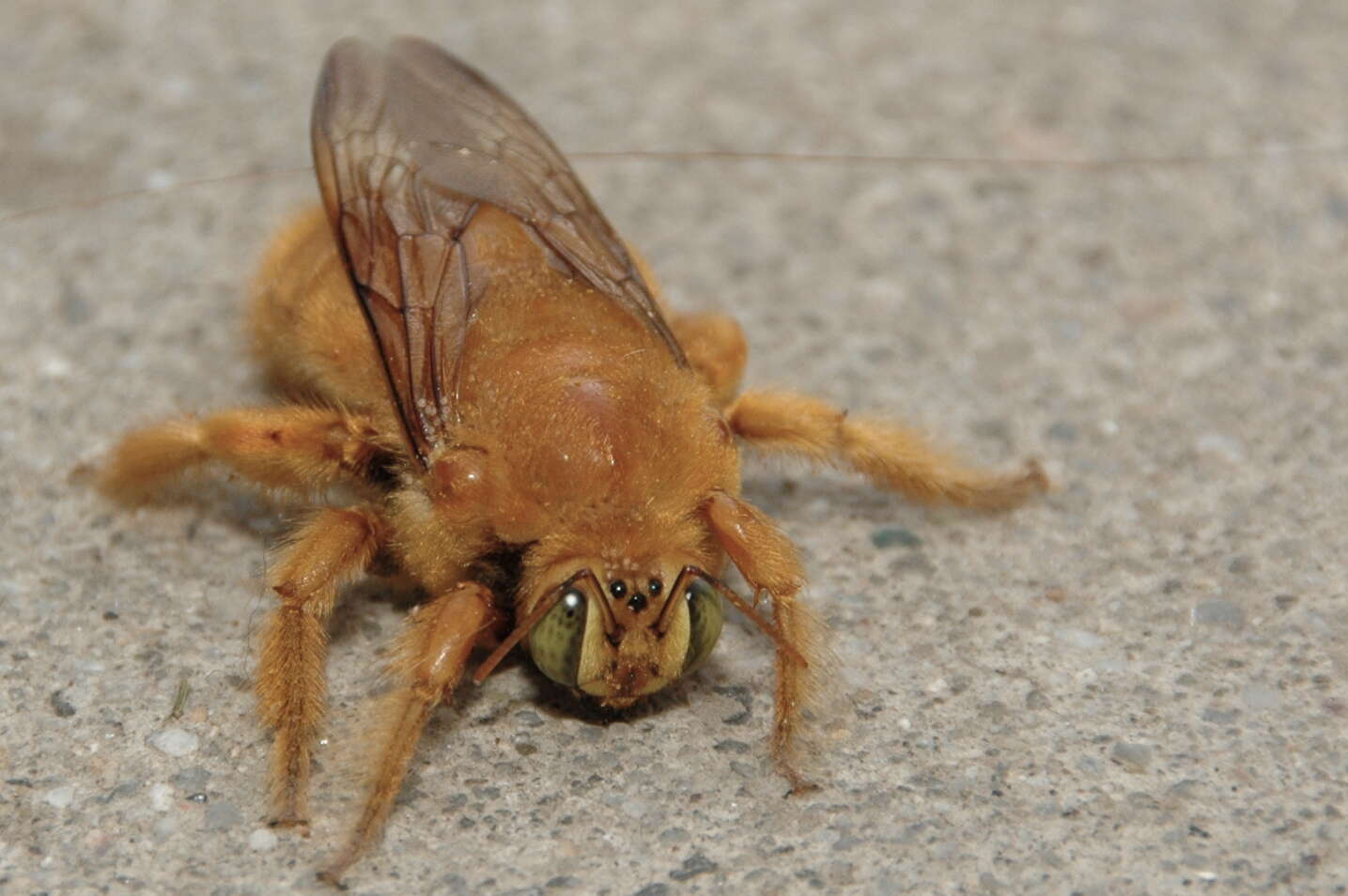 Image of Valley Carpenter Bee