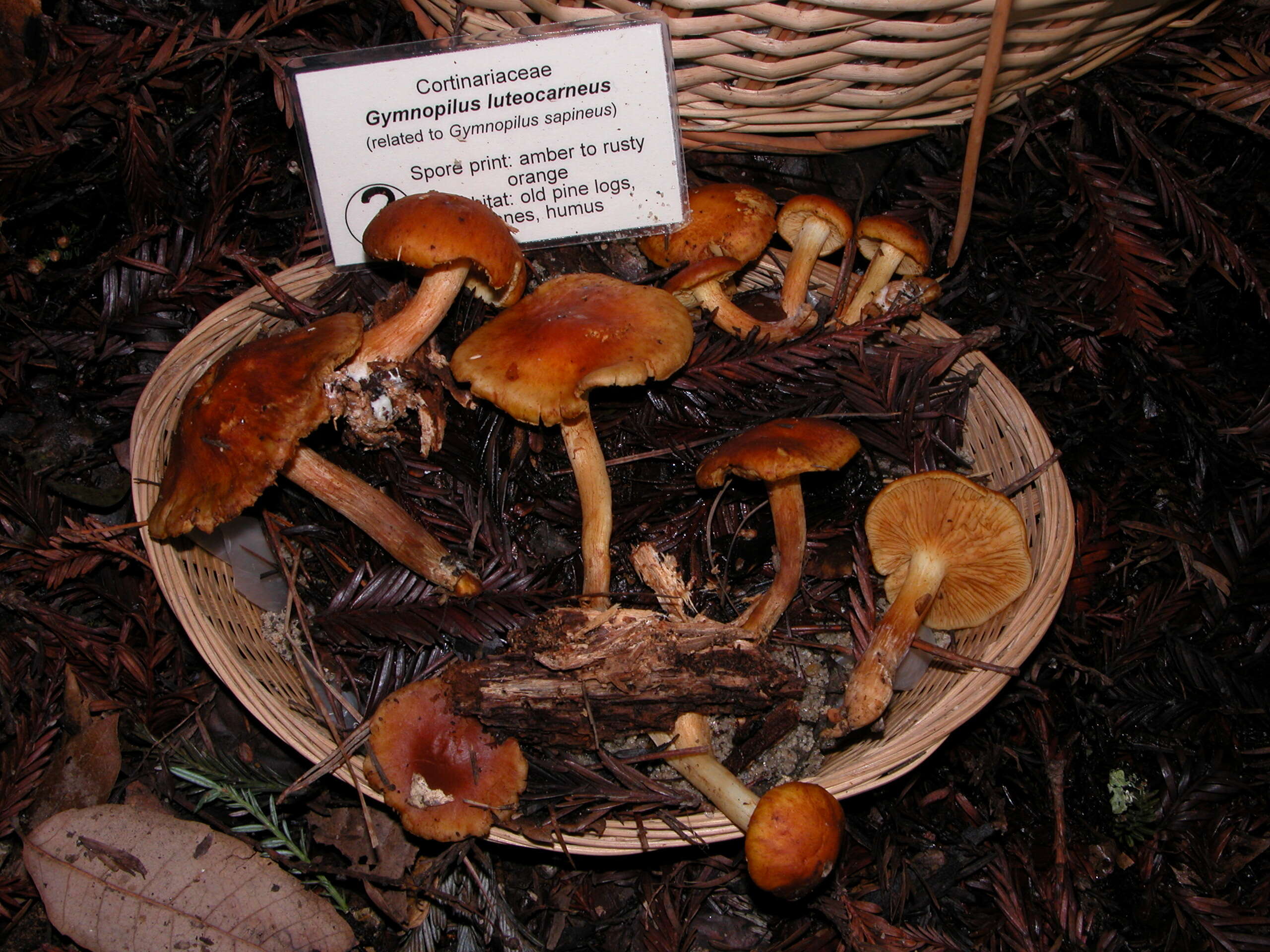 Image of Gymnopilus luteocarneus Hesler 1969