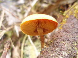 Image of Gymnopilus subtropicus Hesler 1969