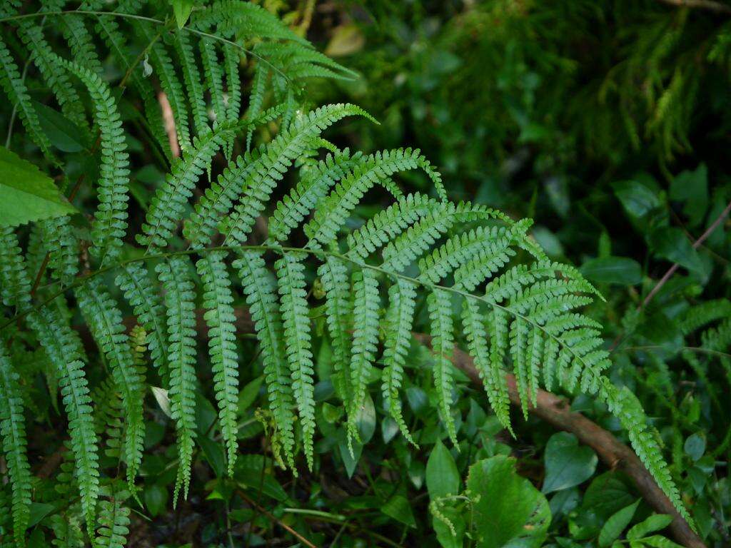 Microlepia strigosa (Thunb.) C. Presl resmi