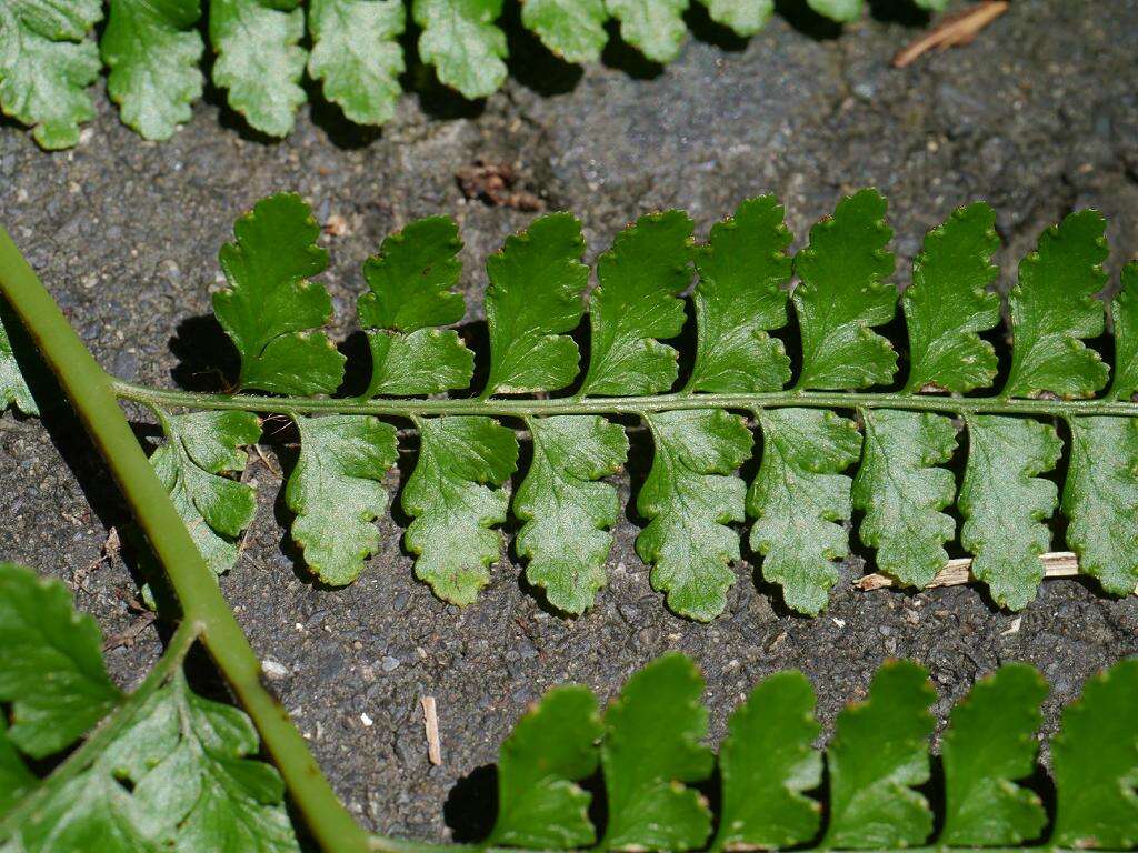 Plancia ëd Microlepia strigosa (Thunb.) C. Presl