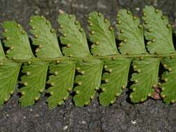 Plancia ëd Microlepia strigosa (Thunb.) C. Presl