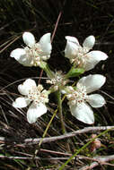 Image of Xanthosia rotundifolia DC.